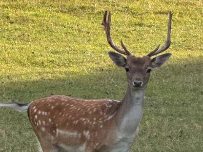 Bild 5:Damwild Damhirsch