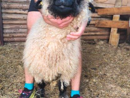 Bild 3:Walliser Schwarznasenschaf Bio weiblich