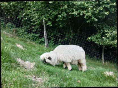 Bild 2:Walliserschwarznasen Widder