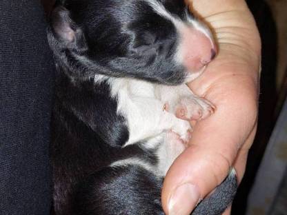 Bild 3:Border Collie, Edce Papiere