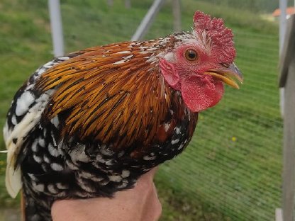 Bild 3:Bayerischer Landzwerghahn