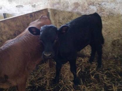 Kleiner schwarzer Dexter-Stier