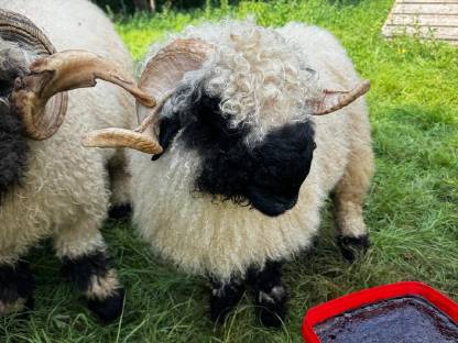 Walliser Schwarznasen Widder G1