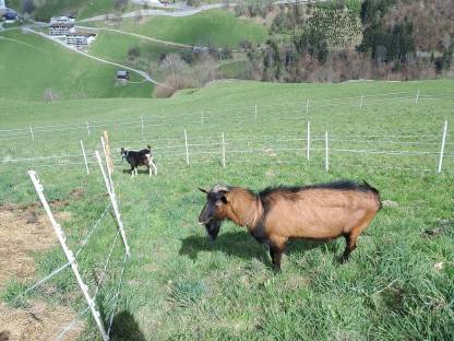 Bild 3:GGZ Ziegenbock