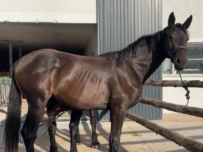 Warmblutstute 2,5-jährig