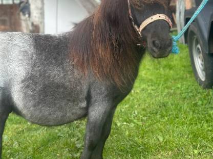 Bild 2:Hengstjährling