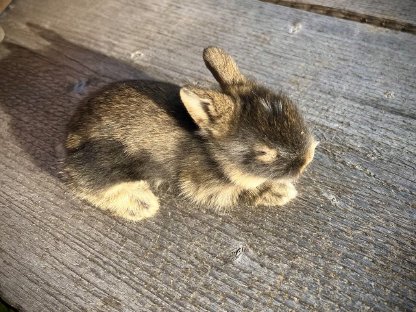 Bild 5:Zwergkaninchen Löwenkopf