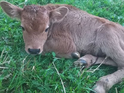 Bild 3:Iberische Cachena Kälber