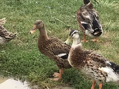 Bild 3:Laufenten-Pärchen aus Naturbrut, gute Schneckenfresser