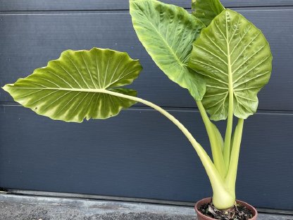 Bild 3:Elefantenohr Pflanze