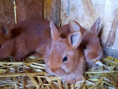 Bild 2:Rote Neuseeländer Fleischrasse