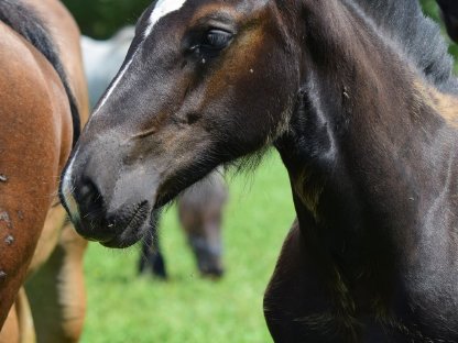 Bild 5:Leila Loren Noriker Rapp-Stutfohlen zu verkaufen