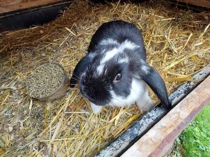 Kaninchen