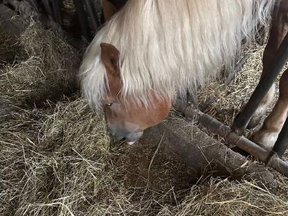 Bild 3:Haflinger