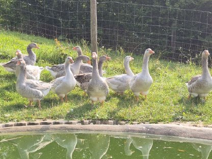 Bild 2:Verkaufe Junggänse