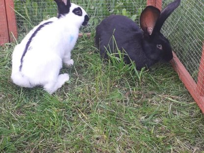 Bild 3:Hasen zu verkaufen