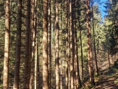 Suche Wald zum Kauf im Raum Ennstal und Pongau