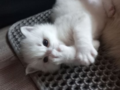 Bild 3:Reinrassige Ragdoll Kitten mit Stammbaum