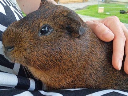 Meerschweinchen Männchen