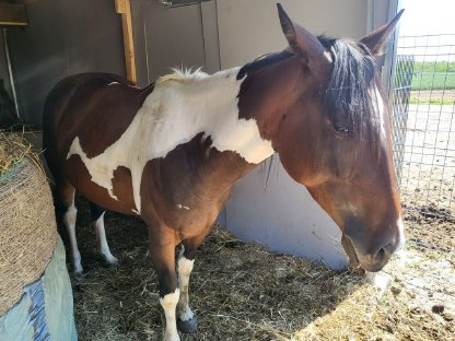 Bild 3:Paint-Horse Stute