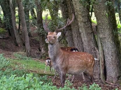 Bild 2:Sikawild Nippon Sikahirsch