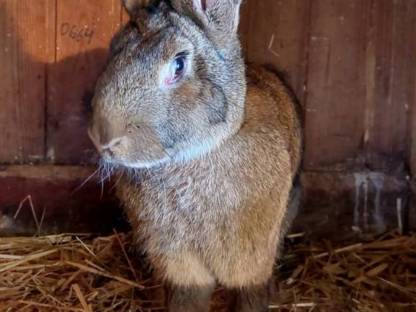 Bild 3:Grauer Riesenrammler