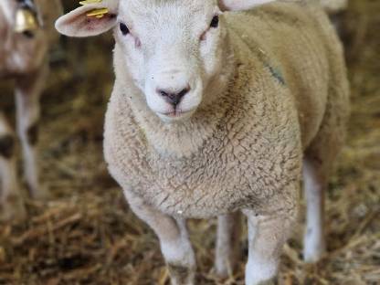 Bild 5:Texel Jungböcke zum Verkauf