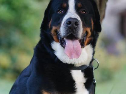 Bild 3:Großer Schweizer Sennenhund Rüde