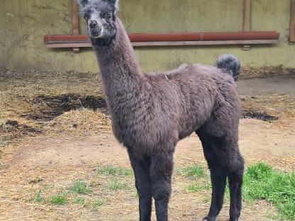 Bild 3:Alpakas und Wooly Lamas zu verkaufen