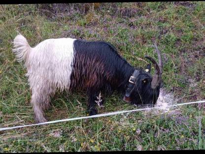 Bild 2:Wir suchen eine Landwirtschaft zur Pacht oder Leibrente