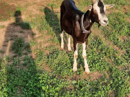 Bild 4:Bündner Strahlenziegenböcke