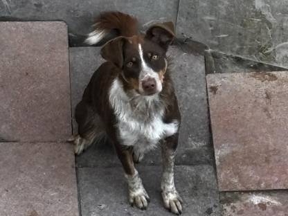 Bild 9:Border Collie Hündin