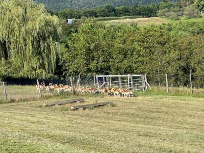 Bild 4:Damwild handaufgezogen