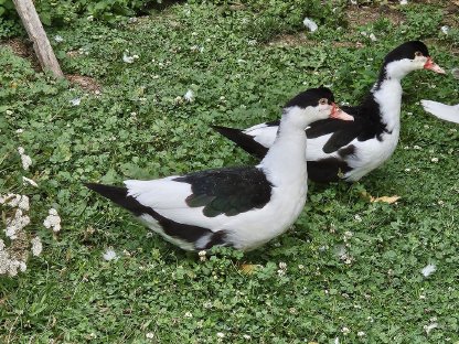 Bild 5:Warzenenten, Moschusenten