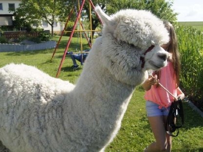 Bild 4:Alpaka Verkauf, Alpakas im Paket