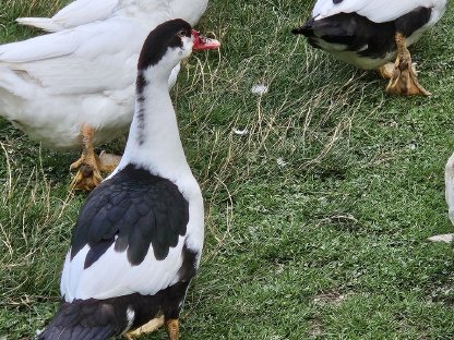 Bild 8:Warzenenten, Moschusenten