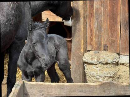 Bild 5:Vielversprechendes Hengstfohlen
