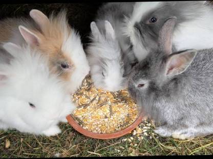 Bild 3:Zwergkaninchen zu vergeben