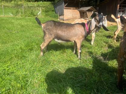 Bild 5:Anglo Nubier Ziegen Bockkitze, Herdbuch