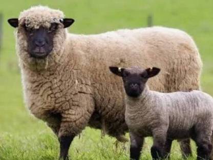 Bio zertifizierte reinrassige Shropshire Schafe
