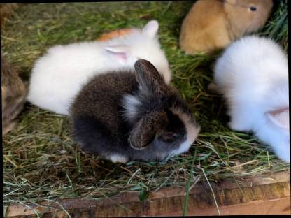 Bild 2:Löwenkopf Zwergkaninchen in allen Farben