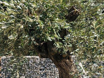 Bild 3:XXL 3,4 m hoch Olivenbaum Methusalem mit Oliven