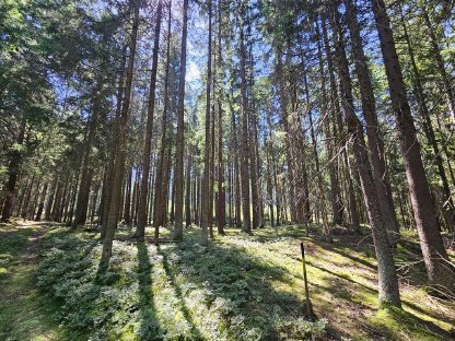 Bild 2:Waldgrundstück 9.330 m² in Gemeinde Eibenstein, Bezirk Gmünd
