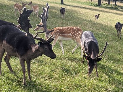 Bild 9:Damwild, Damhirsch