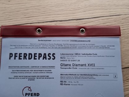 Bild 2:Verkaufe Hengstfohlen