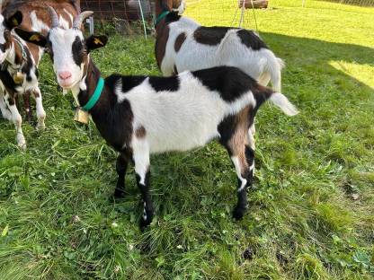 Bild 2:HB-fähiges Tauernschecken-Kitz