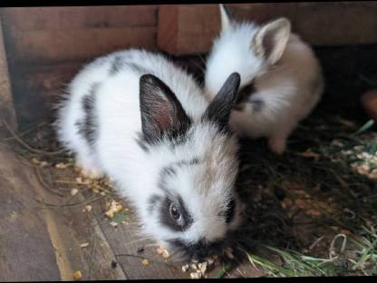 Bild 9:Zwergkaninchen in allen Farben zu verkaufen