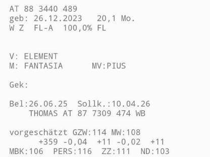 Bild 5:Trächtige Fleckviehkalbinnen