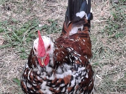 Bild 4:Steinpiperl Hähne aus 05/25