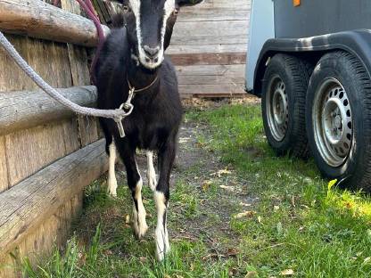 Bild 3:Pinzgauer Strahlenziegenbock